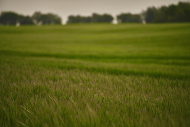 Foto landschap met groen grasveld groen levendig veld in de ochtend aangenaam landschap op het platteland