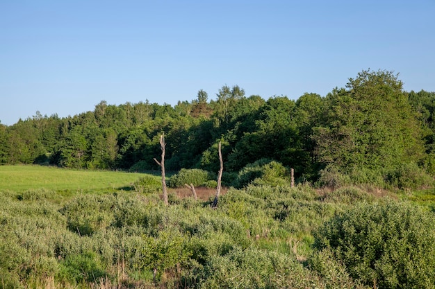 Landschap met heuvelachtig gebied met planten