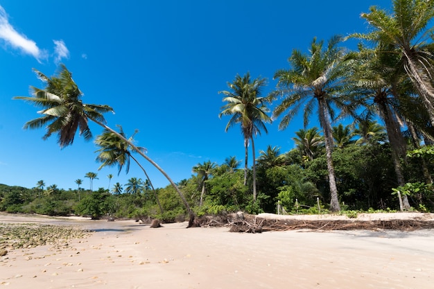 Landschap met kokospalm strand op het eiland Boipeba Bahia Brazilië.