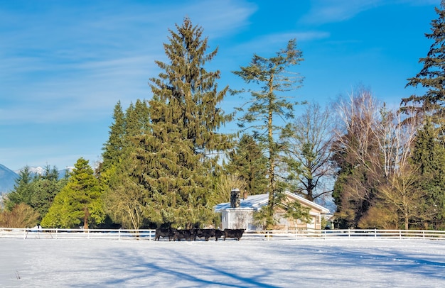 Landschap met levende veehouderij op winterseizoen met kudde vee in de sneeuw