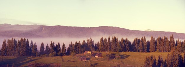 Landschap met mist en sparrenbos in de bergen