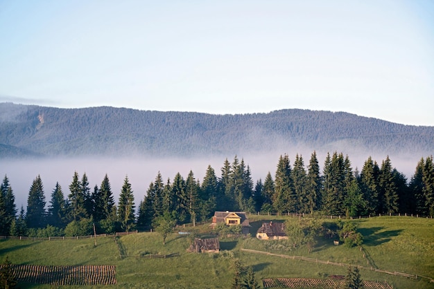 Landschap met mist en sparrenbos in de bergen