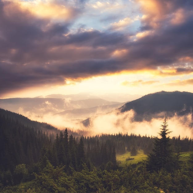 Landschap met mist in bergen en rijen bomen in de ochtend