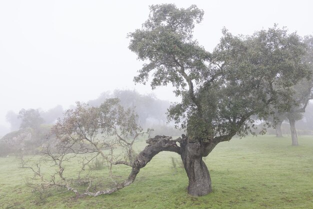 Landschap met mist in de Dehesa de la Luz. Spanje.