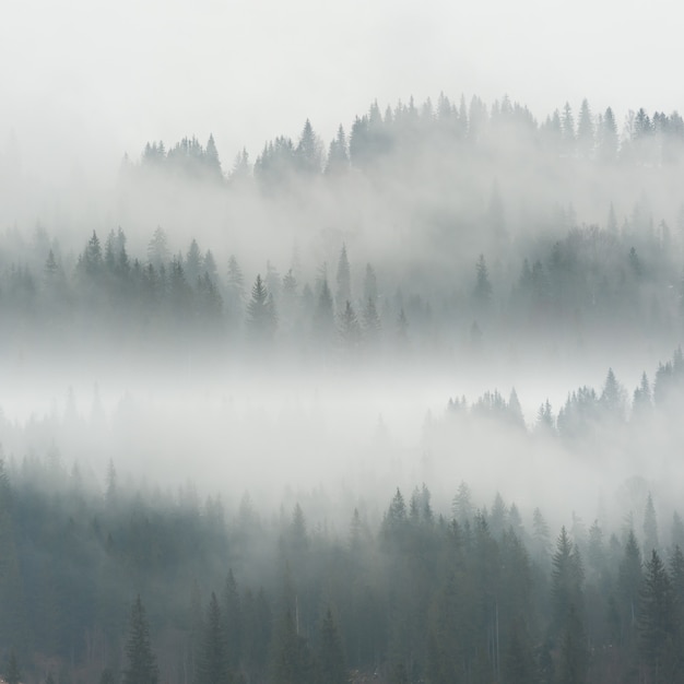 Landschap met mooie mist in bos op heuvel