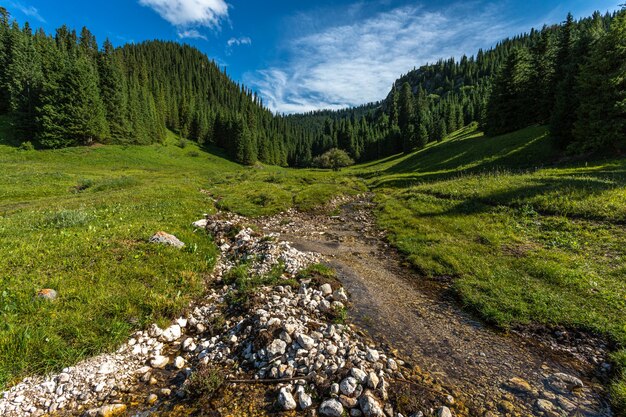 Landschap met naaldbos en rivier