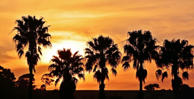 Landschap met palmbomen en een avondlucht bij zonsondergang