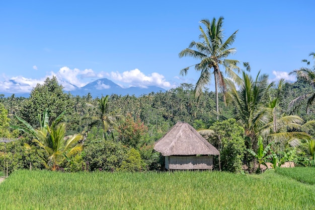 Landschap met rijstvelden, strohuis en palmboom op een zonnige dag op het eiland Bali, Indonesië Natuur- en reisconcept