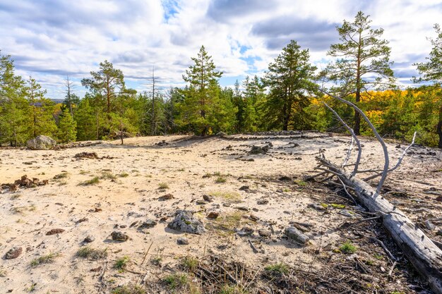 Landschap met rots in het bos