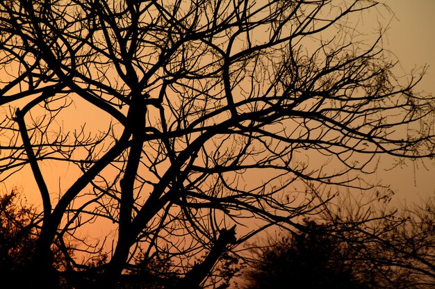 Landschap met silhouet van bomen bij zonsondergang. achterlicht landschap,