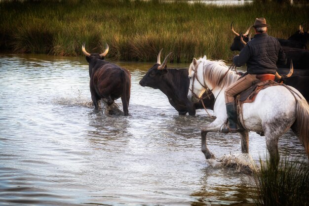 Landschap met stieren en bewakers in de Camargue