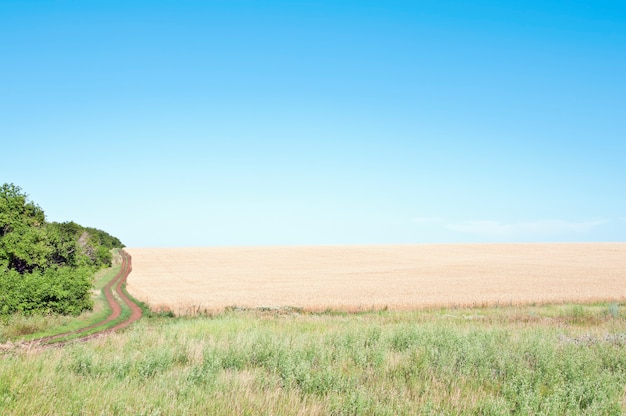 Landschap met tarweveld en blauwe lucht