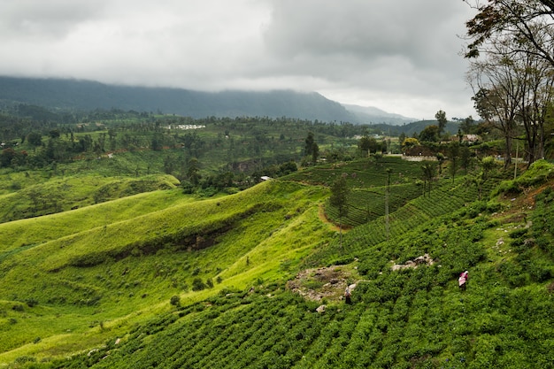 Landschap met theeaanplantingen in Hooglanden, Sri Lanka.