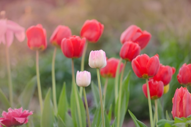 Landschap met tulpenveld Veelkleurig tulpenveld Tulpenveld in het voorjaar Mix kleur tulpenbloem Tulpenbloem in de tuin