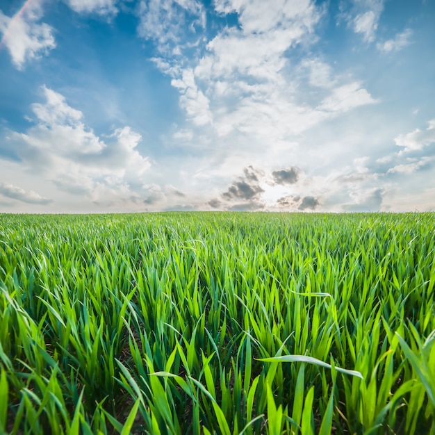 Landschap met velden en lucht; groen veld met jonge heldere gras