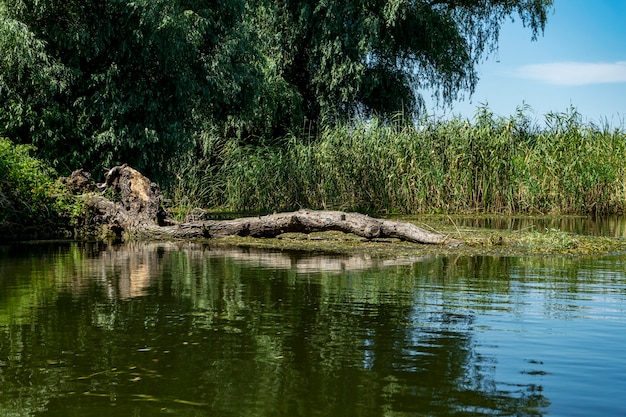 Landschap met waterlijn, vogels, riet en vegetatie in donaudelta, roemenië, 2021