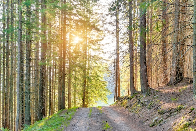 Landschap met weg in het groene bos en zonnestralen