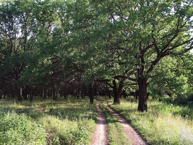 Landschap met weg in zomer eikenbos