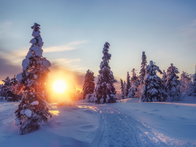 Landschap met winterpolaire bos en felle zonnestralen. Zonsopgang, zonsondergang in prachtig besneeuwd bos. Steegje in het winterbos bij dageraad.