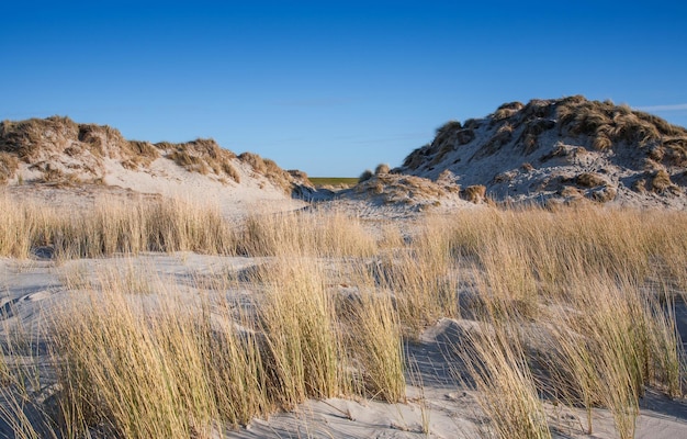Landschap met zandstrand en strandgras aan de Noordzee Noordkust van Duitsland