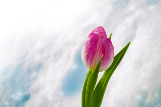 Landschap Natuurlijk zicht op tulpenbloemen bloeien in tuin met groen gras 8 maart