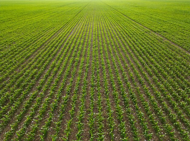 Landschap op het platteland met jonge groene maïsplanten die onder de aangename middagzon groeien