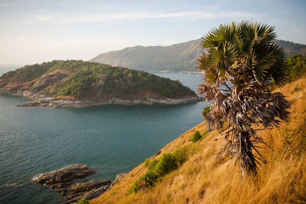 Landschap phuket met palm en oceaan