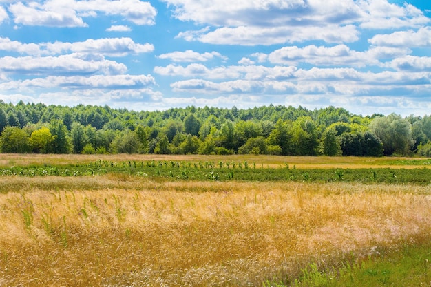 Landschap prachtige wolken boven een groot veld in de buurt van het bos