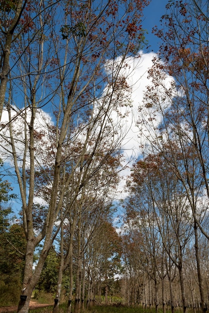 Landschap rubberen plantage tijdens de dag met blauwe hemel