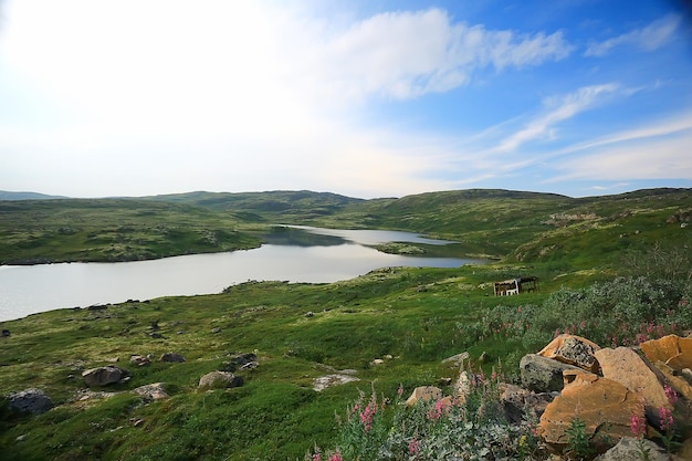 landschap toendra / zomerlandschap in de noordelijke toendra, mos, ecosysteem