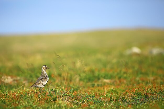 landschap toendra / zomerlandschap in de noordelijke toendra, mos, ecosysteem