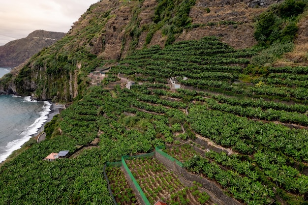 Landschap van aanplanting op helling van berg