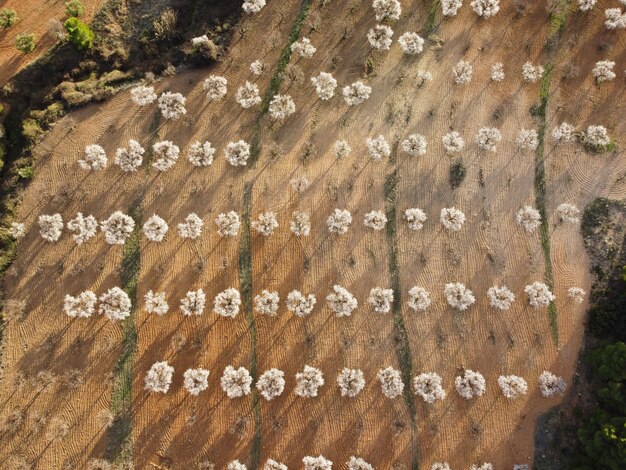 Foto landschap van amandelbomen in het zuiden van spanje