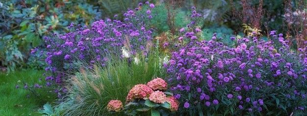 Landschap van asterbloemen die in de zomer in de botanische tuin groeien Bloeiende planten die in de lente in zijn natuurlijke omgeving bloeien Mooie paarse bloesems die bloeien in een natuurreservaat of park