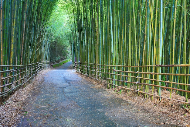 Landschap van bamboebos met een pad dat 's ochtends door het bamboebos slingert