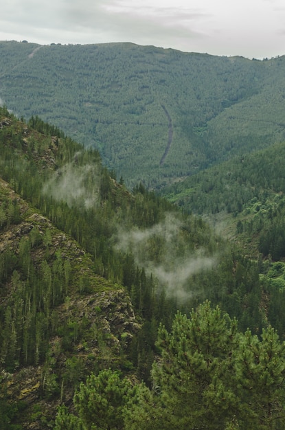 Landschap van bergen en bomen.