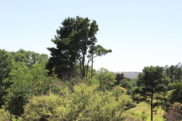 landschap van bergketens in de zomer