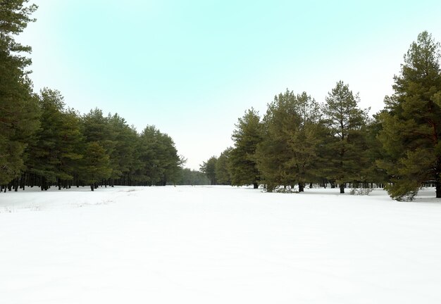 Foto landschap van besneeuwd dennenbos