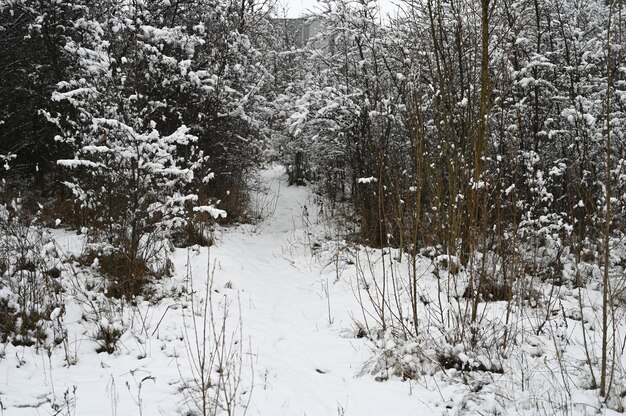 Landschap van bevroren besneeuwde bos. Hoge kwaliteit foto