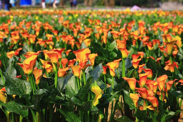 Landschap van bloeiende Calla Lily of Arum Lily of Gold Calla bloemenveld