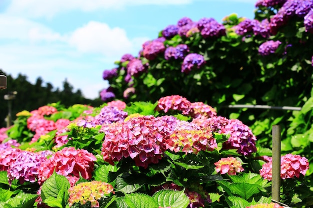 Landschap van bloeiende Hydrangea of Bigleaf Hydrangea bloemen met blauwe hemelachtergrond