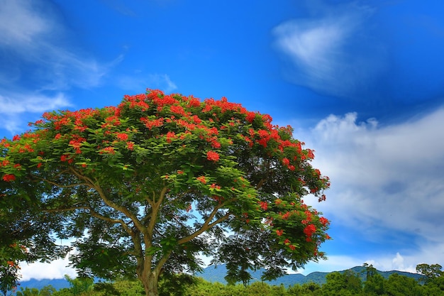 Landschap van bloeiende rode bloemen van Poinciana of Vlamboom met blauwe hemelachtergrond