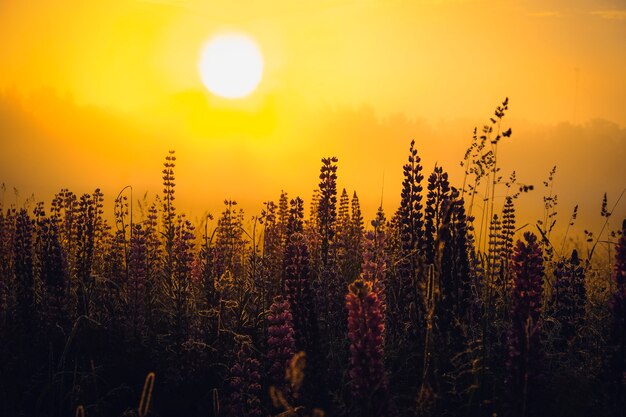 Foto landschap van bloemen bij zonsondergang