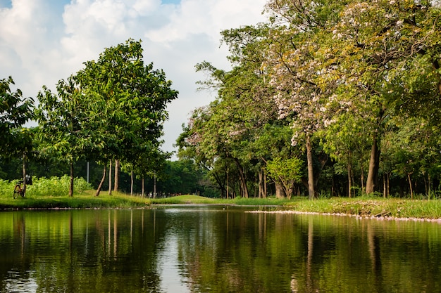 Landschap van boom in het park