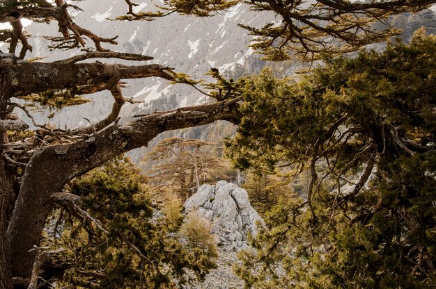 Landschap van bos in hooglanden in Turkije