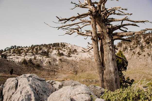 Landschap van bos in hooglanden in turkije