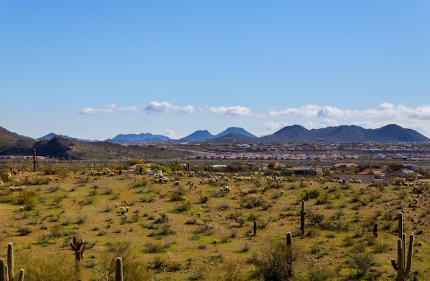 Landschap van de cactus en de bergenstad van panorama Phoenix, Arizona