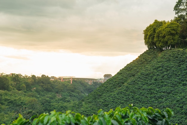 Landschap van de Colombiaanse koffieregio gezien vanaf een plantage of teelt van Arabica-koffie