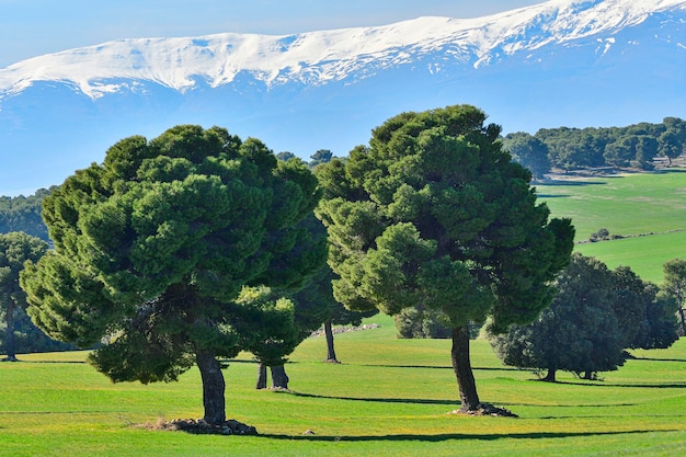 Landschap van de granen dehesa van de sierra oriental de granada