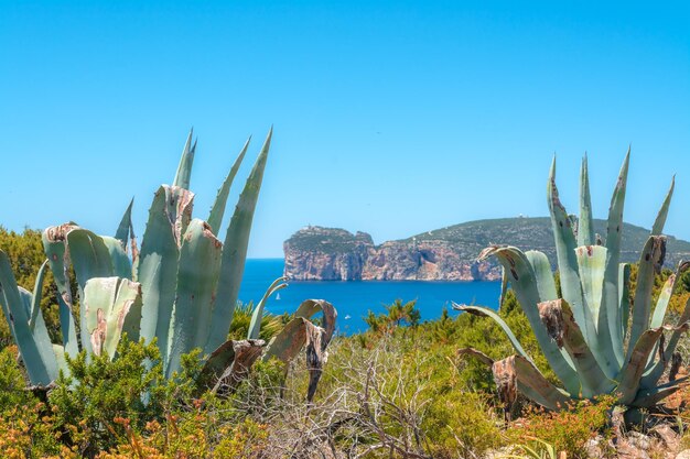 Landschap van de kust van Capo Caccia op Sardinië